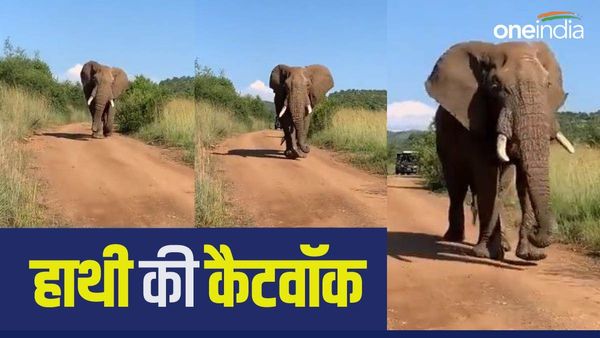 अपनी चाल से हाथी ने मॉडल को भी किया फेल! जंगल में मदमस्त होकर चलने लगा, Video Viral