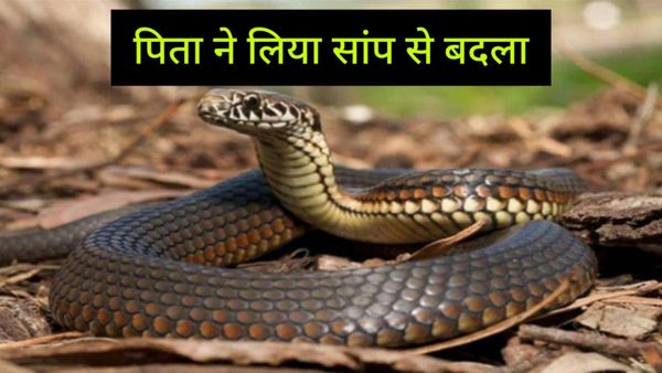 Gwalior: सांप ने डसा तो शख्स ने उसे ही काट कर लिया बदला, फिर कोबरा को अस्पताल लेकर पहुंच गए घर वाले