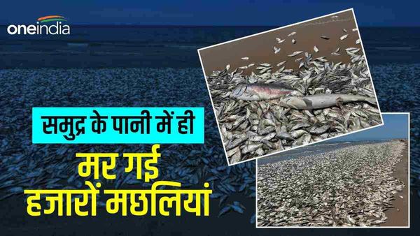 Texas Menhaden Fish: अमेरिका से सामने आई दिल दहला देने वाली तस्वीरें, समुद्र किनारे मृत मिली लाखों मछलियां