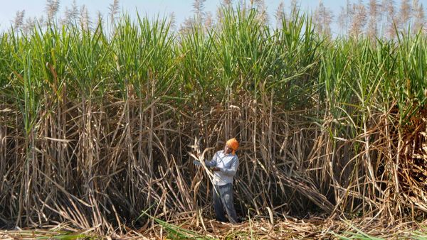 गन्ना किसानों को मोदी सरकार का तोहफा, 315 रुपए प्रति क्विंटल गन्ना का मूल्य किया निर्धारित