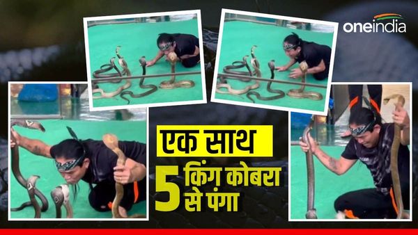 एक साथ 5 किंग कोबरा सांपों से शख्स ने लिया पंगा, फन फैलाकर बैठे सांपों ने कर दिया हमला, Video Viral