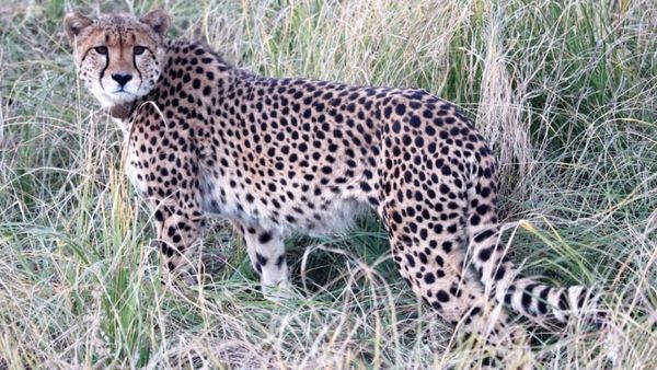 Kuno National Park: कूनो की आशा को भाया ‘माधव', लगा देती है दौड़, चीतों के लिए कम पड़ने लगी जगह