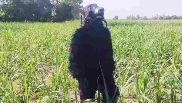 Lakhimpur में फसल को बंदरों से बचाने के लिए किसान बना भालू, खेत में घूमते हुए Video हुआ वायरल