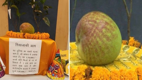 दुनिया का सबसे महंगा आम, एक किलो की कीमत 2 लाख 70 हजार रुपए,जानिए Miyazaki Mango के बारे में