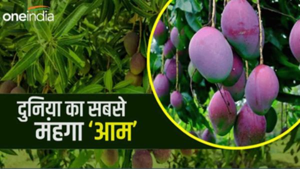Miyazaki Mango: 2.75 लाख रुपये का 1 Kg आम, सिलीगुड़ी मैंगो फेस्टिवल की 'जान', उमड़ी भीड़
