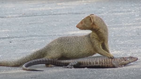VIDEO: इस बार सांप की जगह छिपकली से भिड़ा नेवला, पर्यटकों के सामने हुई 'भीषण जंग'