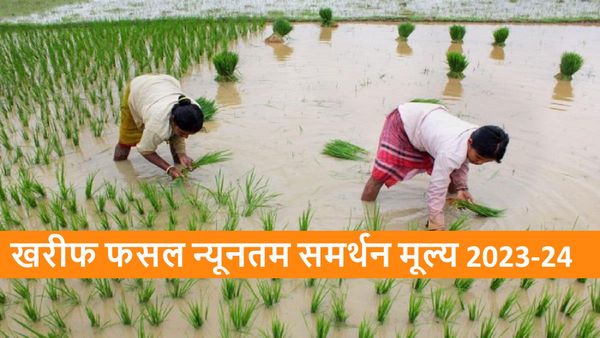 MSP: मोदी सरकार का किसानों को तोहफा, खरीफ फसलों की एमएसपी में बढ़ोतरी, जानें नई कीमतें