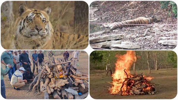 अलविदा किंग! नौरादेही में राजा की तरह आया था टाइगर N-2, बाड़ा तोड़कर निकल गया था