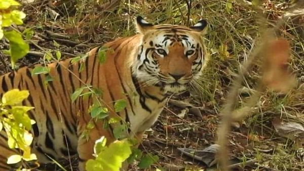 नौरादेही: टाइगर अभी जिंदा है! बाघ N-3 टाइगर बाड़े के पास मिला, टेरेटरी फाइट के बाद जंगल में चला गया था