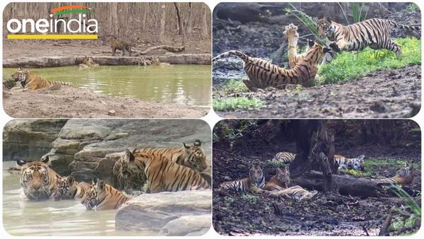 Panna Tiger Reserve: बाघिन के शावकों की मस्ती कर रही आकर्षित, अठखेलियां देख पर्यटक रोमांचित