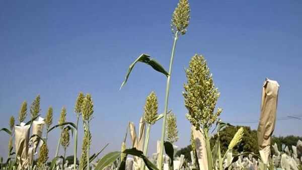 ओडिशा आदिवासियों द्वारा सहेजी गई बाजरा की स्थानीय किस्मों को जारी करेगा