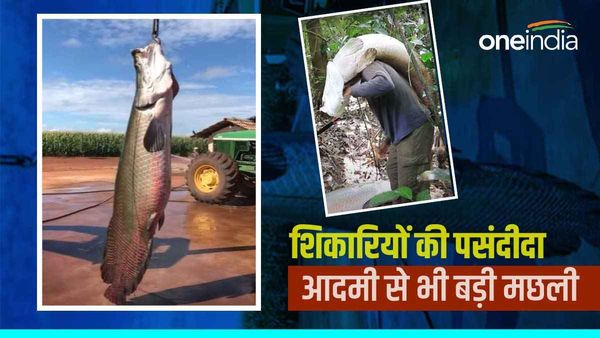 Pirarucu Fish: एक ऐसी मछली जिसके लिए जंगल में होता है 'खूनखराबा', खाने के लेकर हर चीज में बेशकीमती!