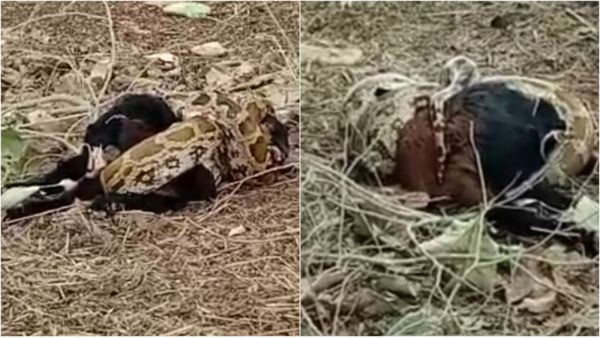 VIDEO: 20 फीट का अजगर निगल गया जिंदा बकरा, फिर हो गई ऐसी हालत