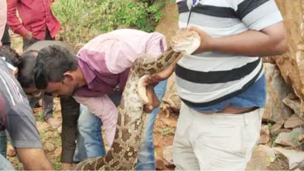 MP: बकरे को जकड़कर जिंदा निगलने की कोशिश कर रहा था अजगर, फिर आगे जो हुआ जानकर आपके खड़े हो जाएंगे रोंगटे