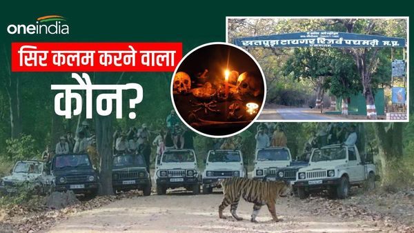 Tiger Hunting in MP: जंगल में घूम रहे बाघ की गायब हो गई खोपड़ी, सतपुड़ा रिजर्व का मामला, टाइगर का धड़ देख उड़े होश