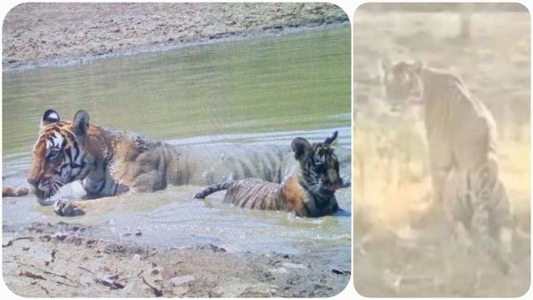 Panna Tiger Reserve: बाघिन को लकवा लगा, घिसटने लगी, इंसान उठा रहे शावकों की देखभाल का जिम्मा