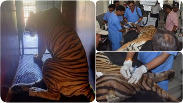 Panna Tiger Reserve: बाघिन लकवाग्रस्त, नर बाघ शावकों को शिकार की व्यवस्था कर रहा