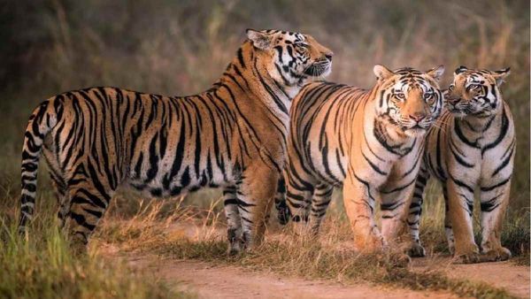 नौरादेही MP में सातवां टाइगर रिजर्व, एनटीसीए की हरीझंडी, अधिसूचना जल्द जारी होगी