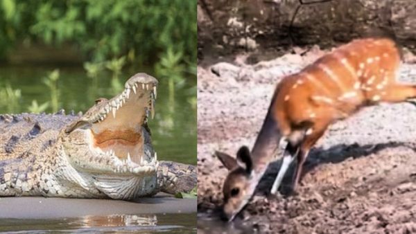 VIDEO: 300 किलो के मगरमच्छ से जिंदगी की जंग जीता हिरण, 0.1 सेकेंड में पलट दिया सारा खेल