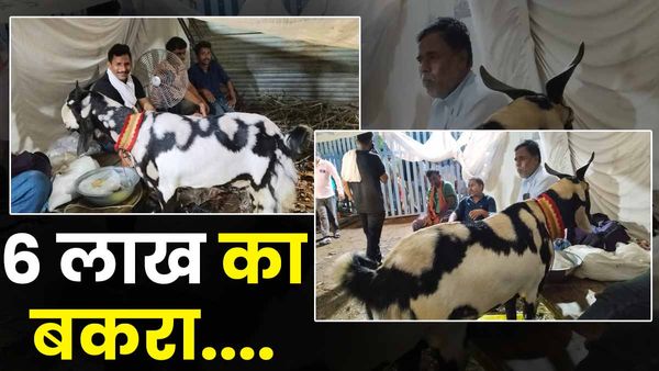 Eid Al Adha 2023: बकरे के पेट पर एक तरफ अल्लाह तो दूसरी तरफ मुहम्मद, कीमत 6 लाख, देखने वालों की लगी भीड़
