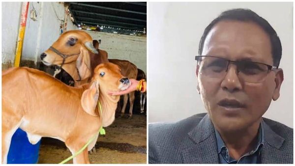 Bhopal News: मुसलमान बनें गौ रक्षक और करें धर्म परिवर्तन का विरोध, IAS नियाज खान ने ट्वीट कर दी सलाह