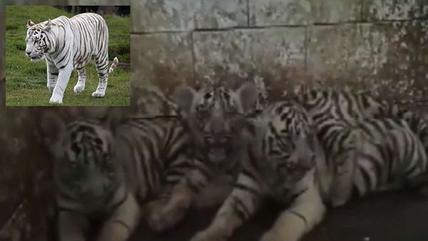 CG News: दुर्ग मैत्री बाघ में 3 सफ़ेद बाघों का जन्म, अब बढ़कर 9 हुए White Tiger
