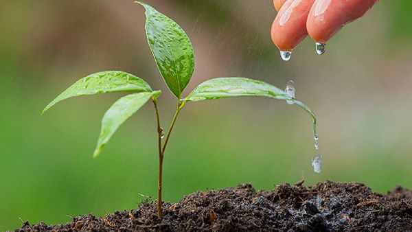 World Environment Day 2023: विश्व पर्यावरण दिवस मनाने की शुरुआत कैसे हुई? जानें इतिहास और थीम