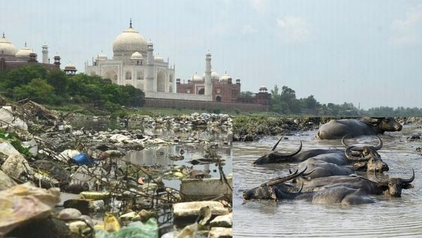 Agra: 35 भैंसों को बनाया बंधक, 3 दिन तक नहीं आया कोई छुड़ाने, फिर आया विधायक जी का कॉल