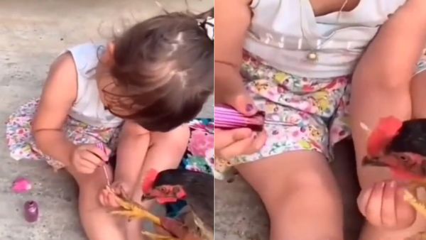 VIRAL VIDEO: नेल पॉलिश लेकर बैठी बच्ची, फिर करने लगी मुर्गे का श्रृंगार