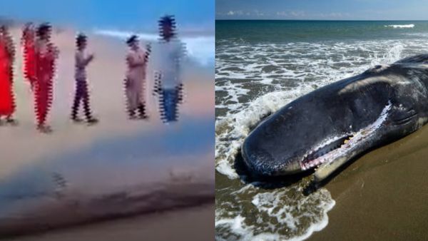 समुद्र किनारे मिला 25 फीट लंबी व्हेल का शव, सेल्फी खिंचवाने के लिए उमड़ी लोगों की भीड़