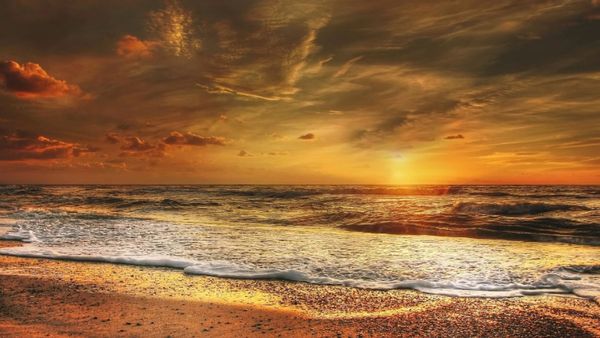 समु्द्र तट पर मिला बिना सिर का घोड़ा... खौफनाक और रहस्यमयी मंजर ने लोगों को डराया