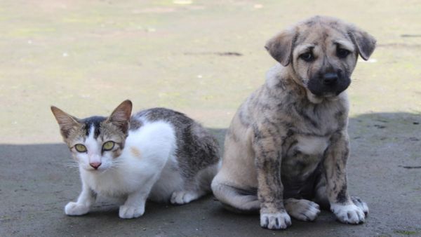 फैल रहा है खतरनाक वायरस, जारी हुई चेतावनी- 'घरों में रखिए अपने पालतू कुत्ते और बिल्ली'