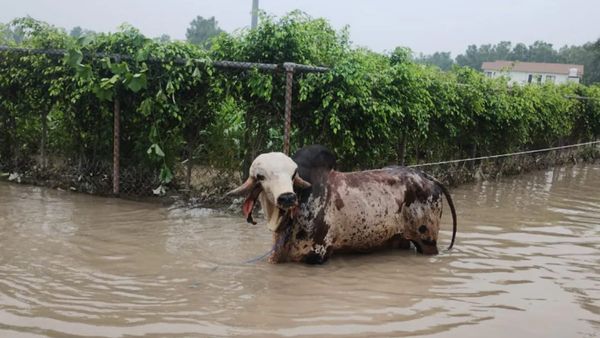 Yamuna flood: यमुना नदी की बाढ़ में फंसा महंगा बैल, BMW से भी ज्यादा है कीमत