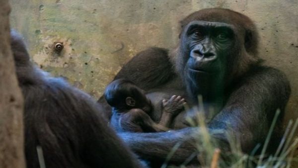 नर गोरिल्ला ने दिया बच्चे को जन्म! चिड़ियाघर की तस्वीरों ने घुमाया लोगों का दिमाग