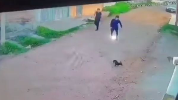 CCTV VIDEO: रास्ते में चल रहे शख्स ने कुत्ते के पिल्लों को डराया, उसके बाद जो हुआ...