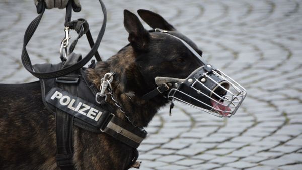 नशे में धुत शख्स ने पुलिस के कुत्ते को बुरी तरह काटा, अस्पताल में भर्ती हुआ कुत्ता