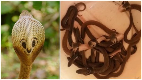 'पद्मधारी नाग' के जोड़े ने घर में जमा रखा था डेरा, एक साथ 16 सपोलों का रेस्क्यू