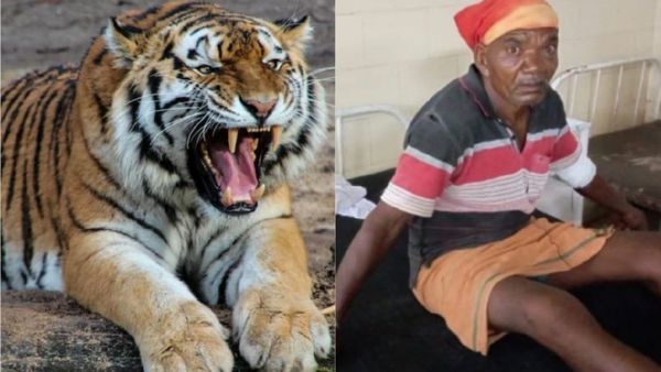 Umaria Bandhavgarh Tiger Reserve: बाघ से भिड़ गई पत्नी, अपनी जान जोखिम में डाल पति को बचाया