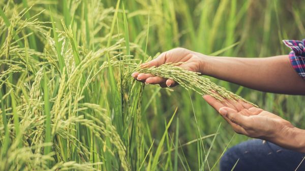 Rice Export: गैर-बासमती चावल एक्सपोर्ट पर भारत ने लगाई रोक, ग्लोबल मार्केट पर क्यों पड़ सकता है बुरा असर?