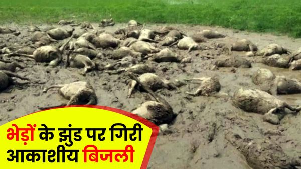 UP: भेड़ों के झुंड पर गिरी आकाशीय बिजली, फिर जो हुआ उसे देख लोगों की आंखों से छलक पड़े आंसू