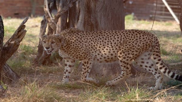 चीतों के गले में सैटेलाइट 'कॉलर' बनी जानलेवा, अंतरराष्ट्रीय एक्सपर्ट आकर निकालेंगे रास्ता