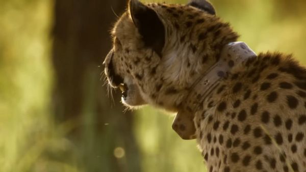 चीतों की मौत कैसे हुई? कर्नाटक की टीम पहुंची, गुजरात-ओडिशा के एक्पर्ट भी करेंगे जांच