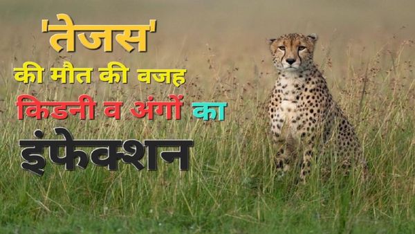 चीता 'तेजस' गले की चोट से नहीं! किडनी और अंगों के इंफेक्शन से मरा