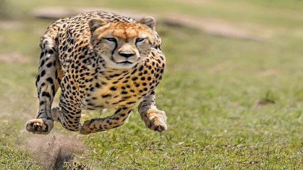 Kuno: एक्सपर्ट को छका रहे चीते, ट्रेंकुलाइज से पहले भाग जाते हैं, पवन, शौर्य और गौरव इंफेक्शन से मुक्त