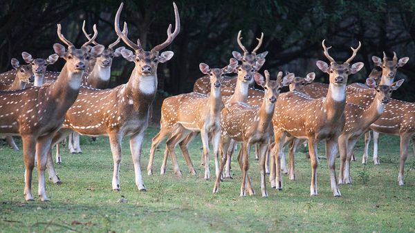 Kuno national park भेजे गए चीतलों की खेप में 12 चीतल गायब, पेंच टाइगर रिजर्व से 26 हुए थे रवाना 