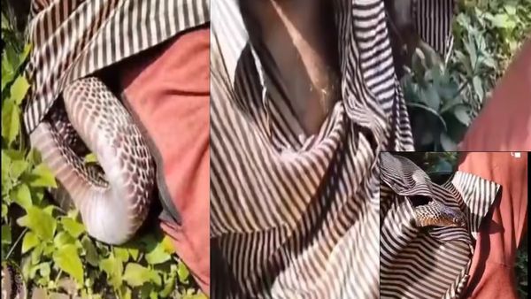 सोते हुए शख्‍स की शर्ट में घुसा कोबरा और फिर...वायरल हुआ ये रोंगटे खड़े कर देने वाला ये Video