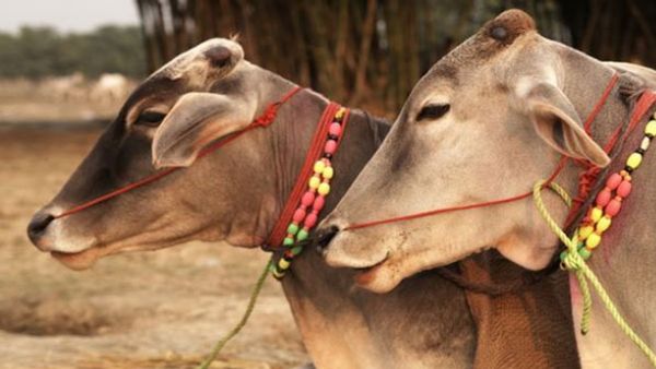हरियाणा सरकार की नई पहल, किसानों को देसी गाय की खरीद पर मिलेगी सब्सिडी