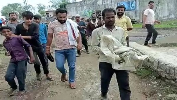 Sagar News: मगरमच्छ का शोर सुनकर छत से देखा तो खुद के घर में घुसा था मगरमच्छ