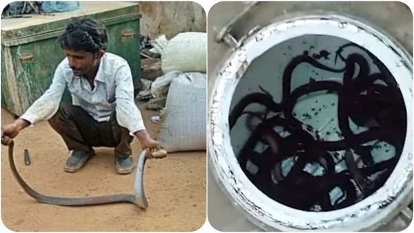 Damoh: घर में निकली 'कोबरा' नागों की कॉलोनी, 50 से अधिक जहरीले सांप पकड़े