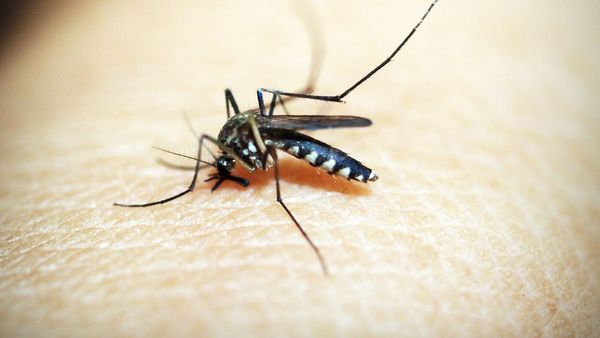 आंध्र प्रदेश: डेंगू के मामलों में एक साल में 60 प्रतिशत की गिरावट